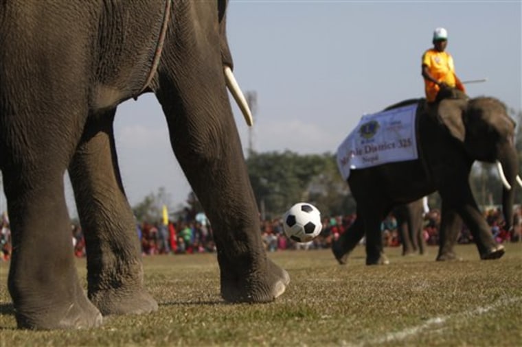 Elephants play an exhibition soccer match at the elephant festival in Sauraha, Chitwan, 170 kilometers (106 miles) south of Katmandu, Nepal, Wednesday, Dec. 28, 2011. The three day elephant festival mainly held for tourism began here Monday. (AP Photo/Niranjan Shrestha)